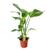 Happy Plants Strelitzia