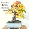 Amerikanischer Amberbaum von HappySeed