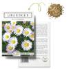 Gänseblümchen Samen von HappySeed