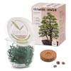 Grow2go Bonsai von HappySeed