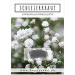Happyseed Schleierkraut Samen