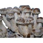 Hawlik Pilzbrut Bio Shiitakepilzkultur