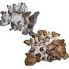 Kräuterseitling und Shiitake Kultur von Hawlik Pilzbrut