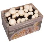 Hawlik Pilzbrut weißer Champignon Pilzkultur
