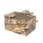 Hawlik Pilzbrut XXL Austernpilzkultur