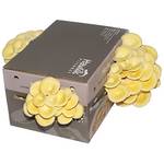 Hawlik Pilzbrut XXL Limonenpilzkultur