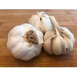 Hoffmeyer Pflanzknoblauch Messidrome