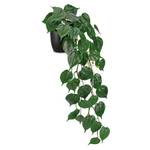 Hollyone Golden Pothos Zimmerpflanze