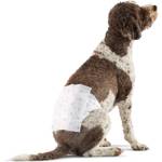 Amazon Basics Hundewickel für Rüden