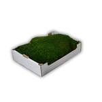 Hydrokultur Design GmbH Flachmoos