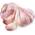 violetter Knoblauch von Hymor 