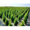 Thuja Smaragd von Iglaco