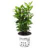 Lorbeer Pflanze Laurus nobilis von Infun