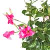 Chilenischer Jasmin von Interflowers