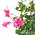 Chilenischer Jasmin von Interflowers