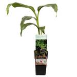 Interflowers GmbH Echte Musa Basjoo Bananenpflanze