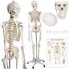 Anatomie Skelett von Jago