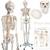 Jago Anatomie Skelett