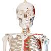 Menschliches Anatomie Skelett von Jago