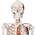 Menschliches Anatomie Skelett von Jago