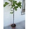 Feigenbaum von Jardines de Jaravia