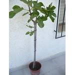 Jardines de Jaravia Feigenbaum