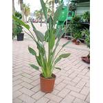 Jardines de Jaravia Strelitzie-Pflanze