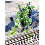 JH Grünwaren Efeu Hedera helix