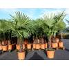 Winterharte Palme von Grünwaren Jakubik
