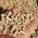 Miscanthus Pellets von Jumbogras