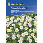 Kiepenkerl Gänseblümchen Bellis perennis 