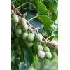 Kiwibeeren von Kiwiri