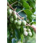 Kiwiri Kiwibeeren