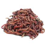 Natursache Kompostwürmer (500er Box)