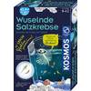 Wuselnde Salzkrebse von Kosmos