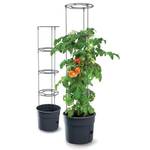 Kotarbau Tomatenturm