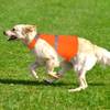 Warnweste Hund von Kpuplol