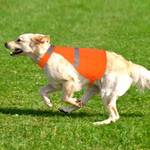 Kpuplol Warnweste Hund