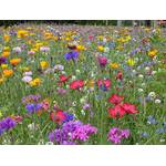 Lachato insektenfreundliche Blühwiese