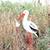 Littlestars Klapperstorch