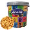Mehlwürmer von Lyra Pet