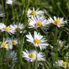 Gänseblümchen-Samen von Magic Garden Seeds