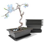 Maiple Bonsai Trainingsschalen