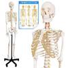 Anatomie Modell Skelett von MedMod