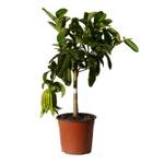 Meine Orangerie 003-871371