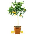 Meine Orangerie Zitronenbaum Grande
