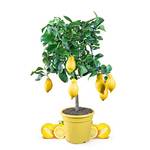 Meine Orangerie Zitronenbaum Mezzo ZIT1000936