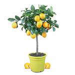 Meine Orangerie Meyer-Zitruspflanze