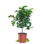 Meine Orangerie Limettenbaum Mezzo