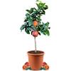 Orangenbaum Arcobal von Meine Orangerie